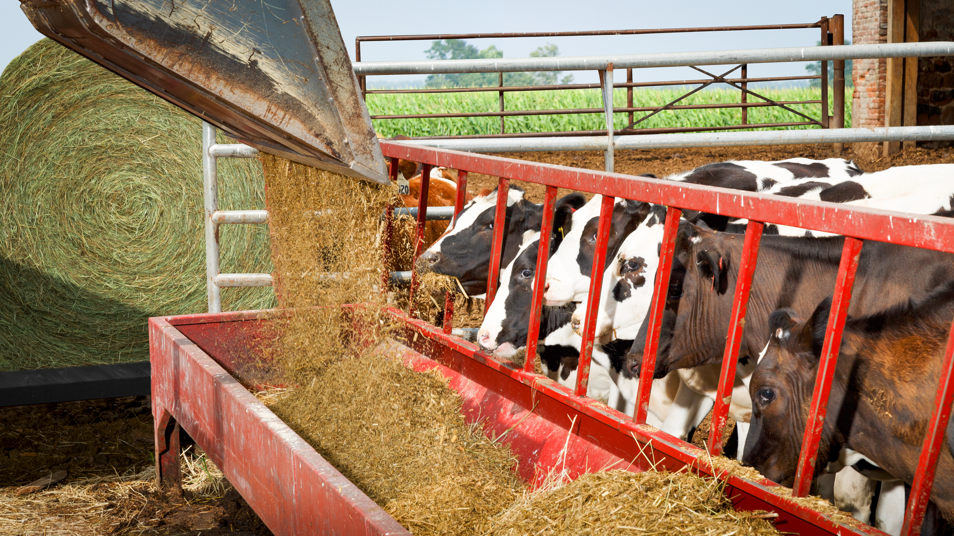 skid loader dumping feed in feeder as example of best way to feed hay to cattle