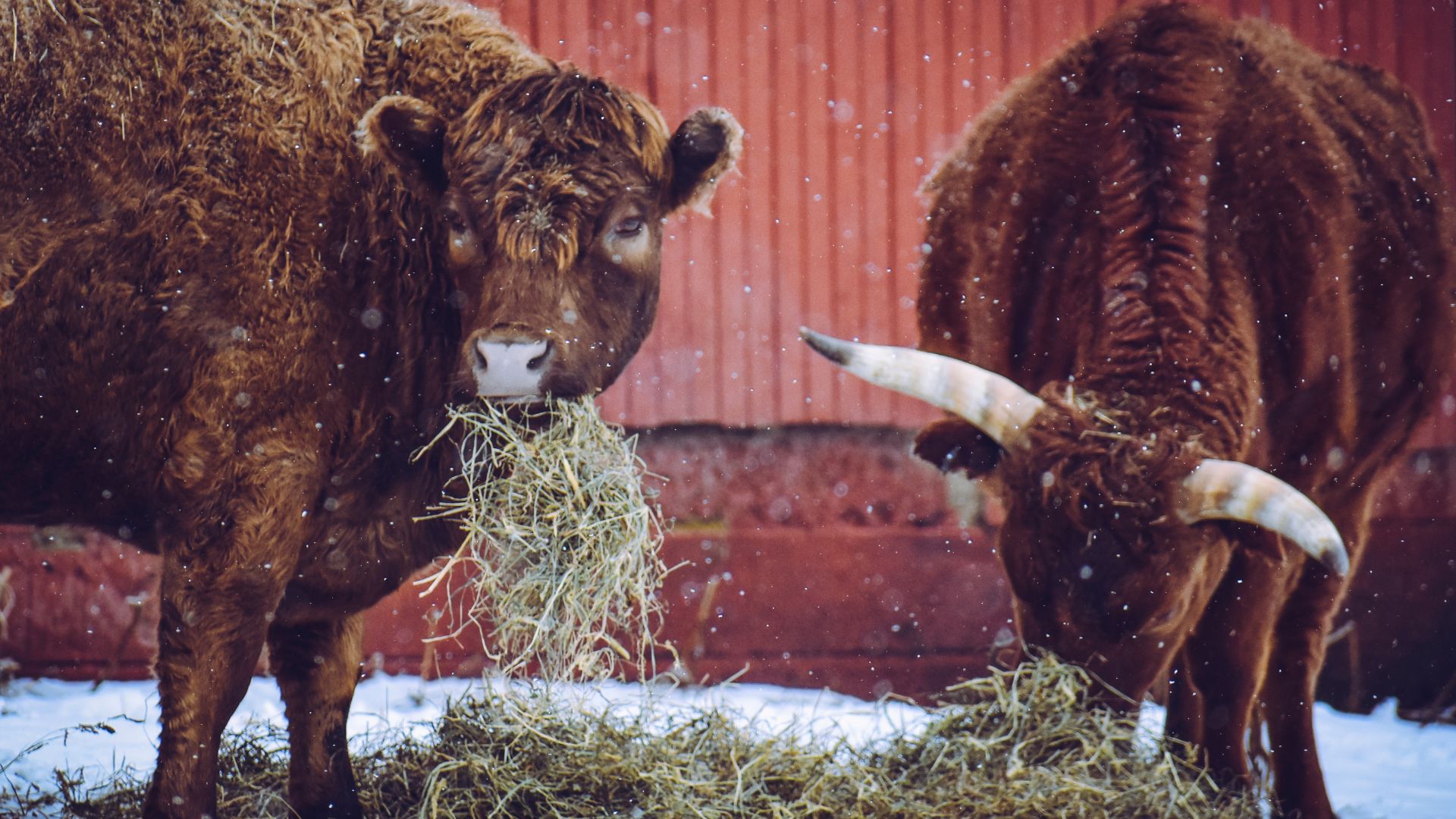 cattle eating hay