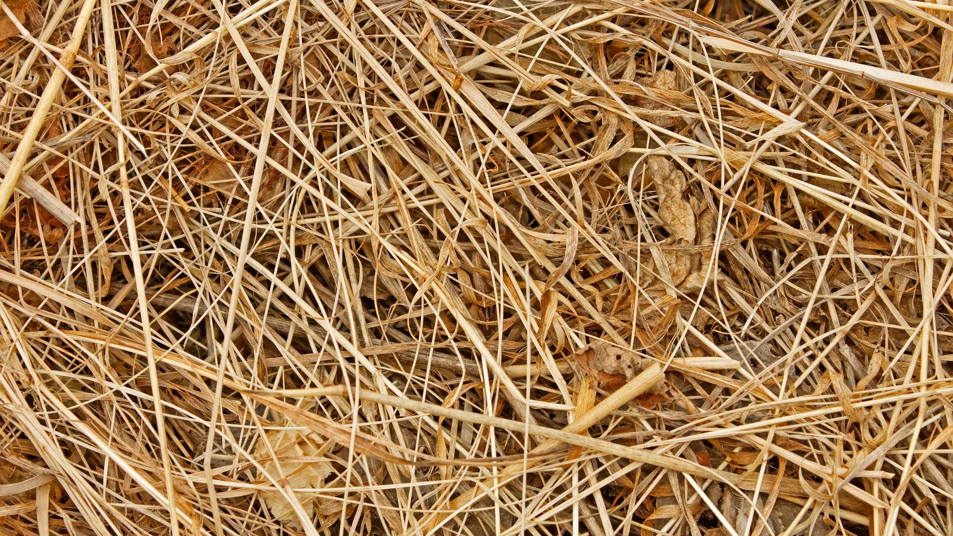 Hay showing the best way to feed hay to cattle