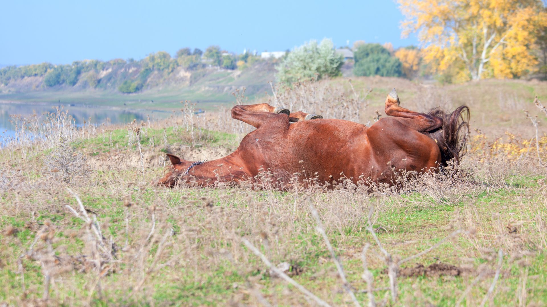 A horse with colic