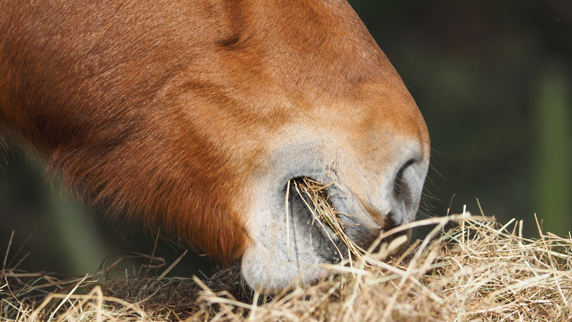 horse slow feeder