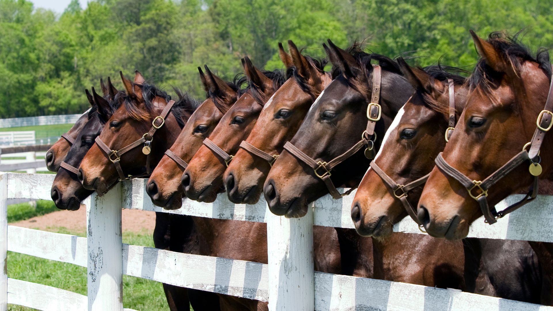 Horses that do not have laminitis