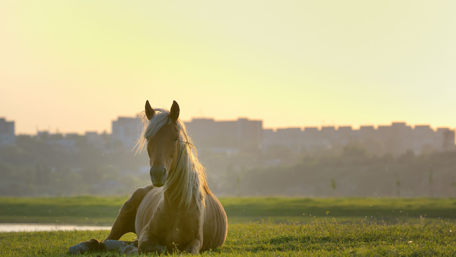 A horse with laminitis