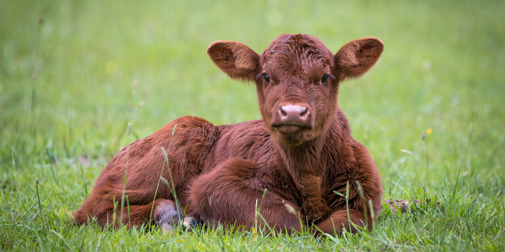 A calf resting before creep feeding