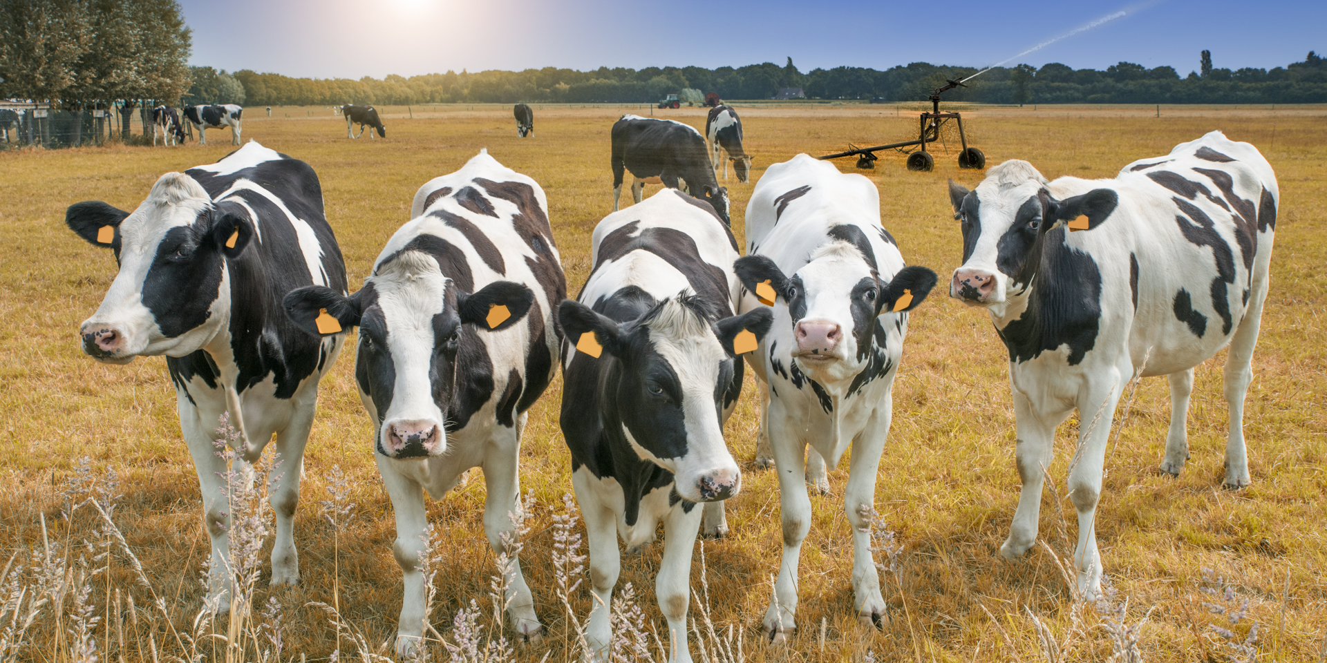 Cows waiting for farmers to begin creep feeding calves