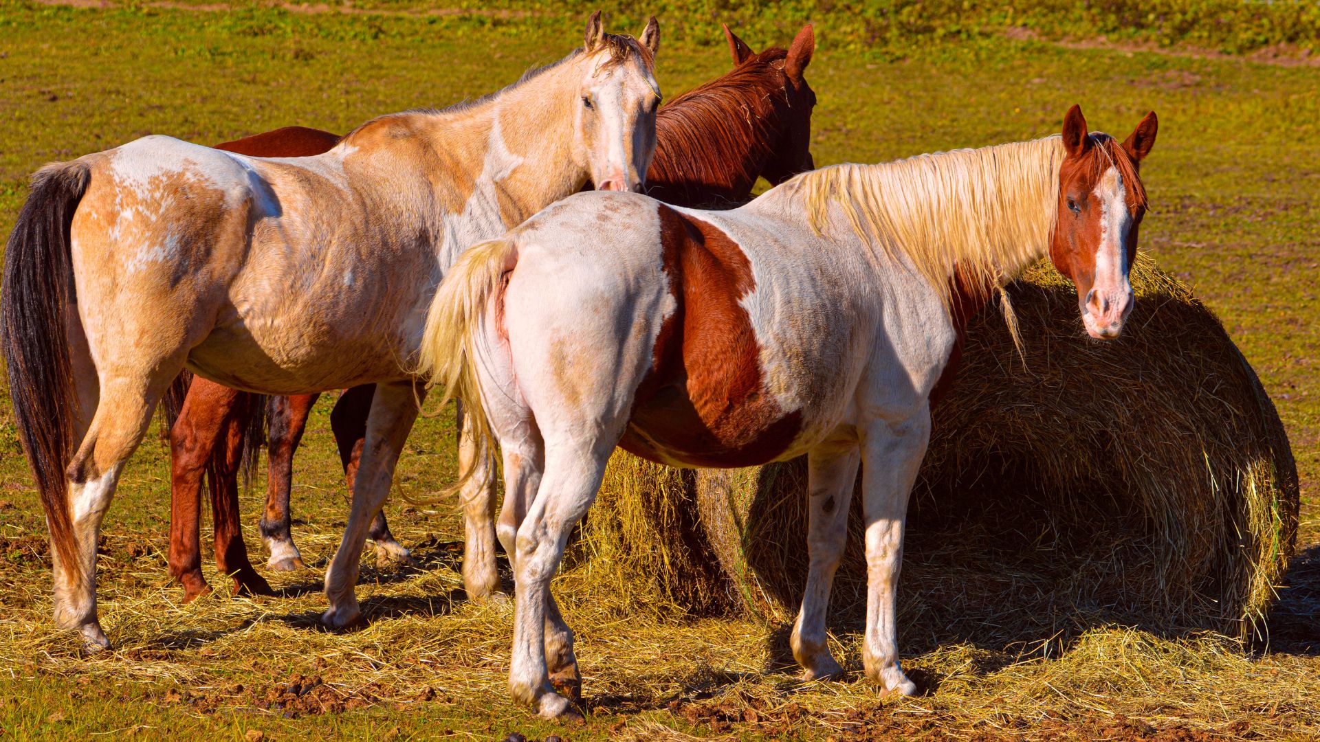 how to feed round bales to horses8