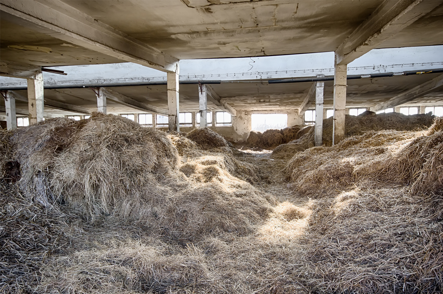 moldy hay