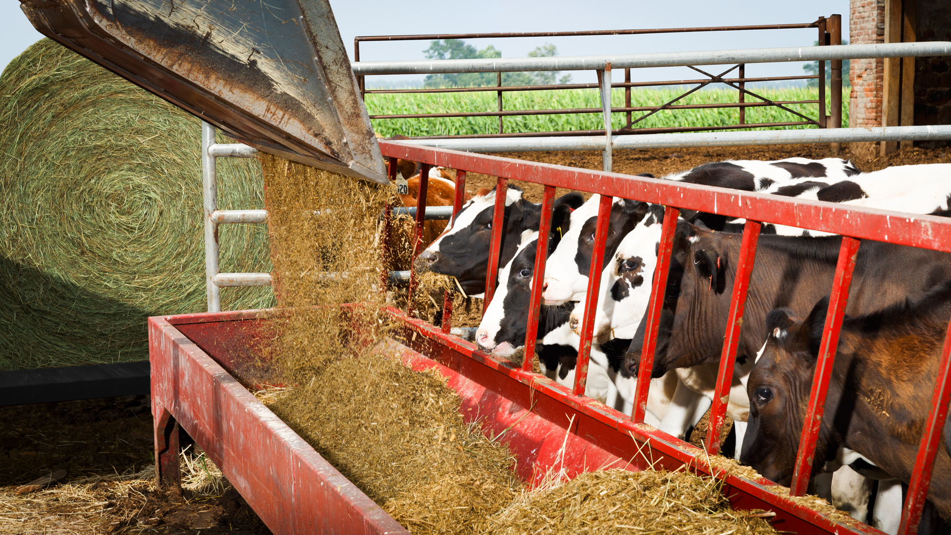 skid loader dumping feed for cows for how to keep cows from wasting hay article