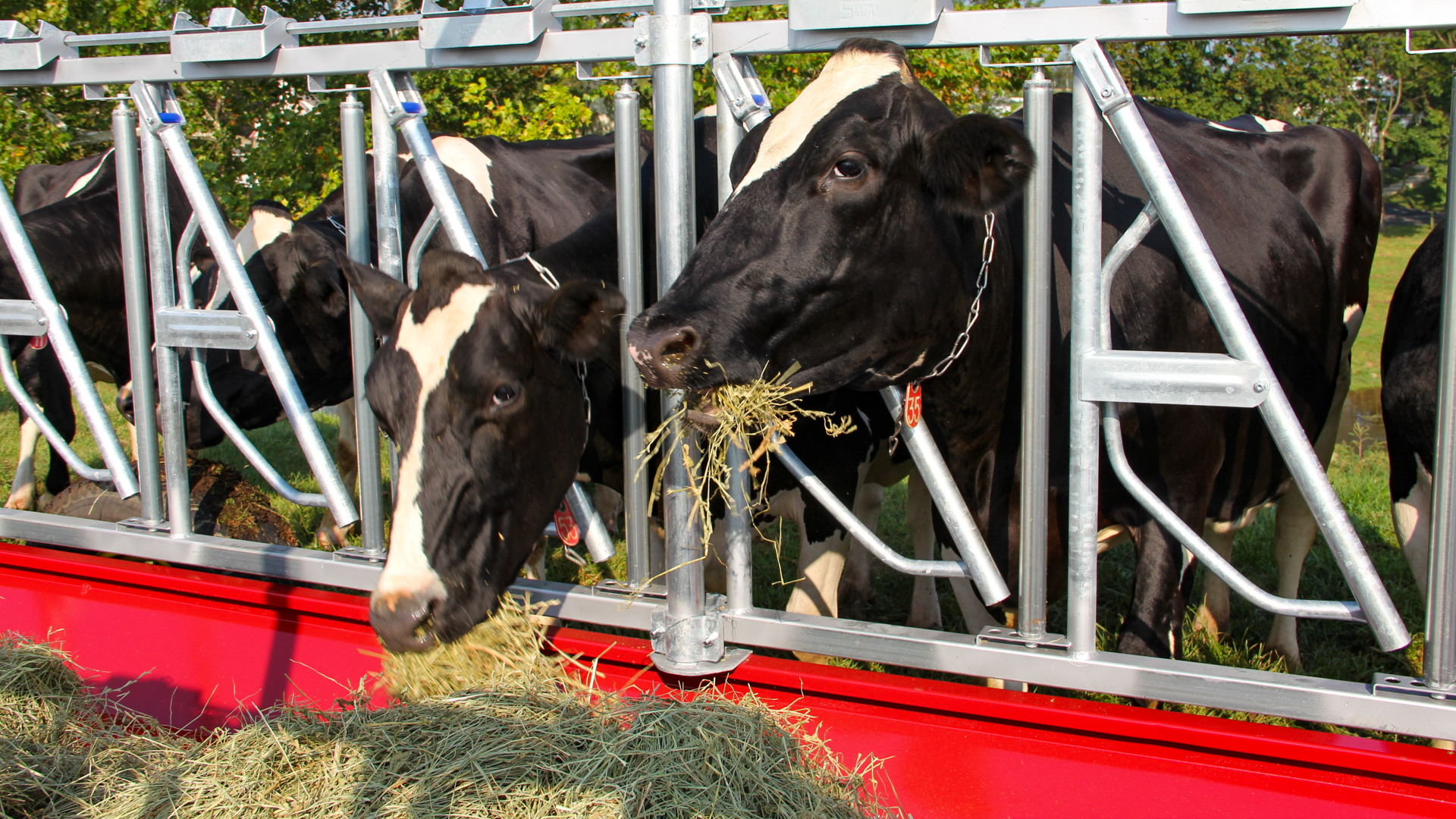 cattle eating hay from high quality no waste hay feeder for cattle