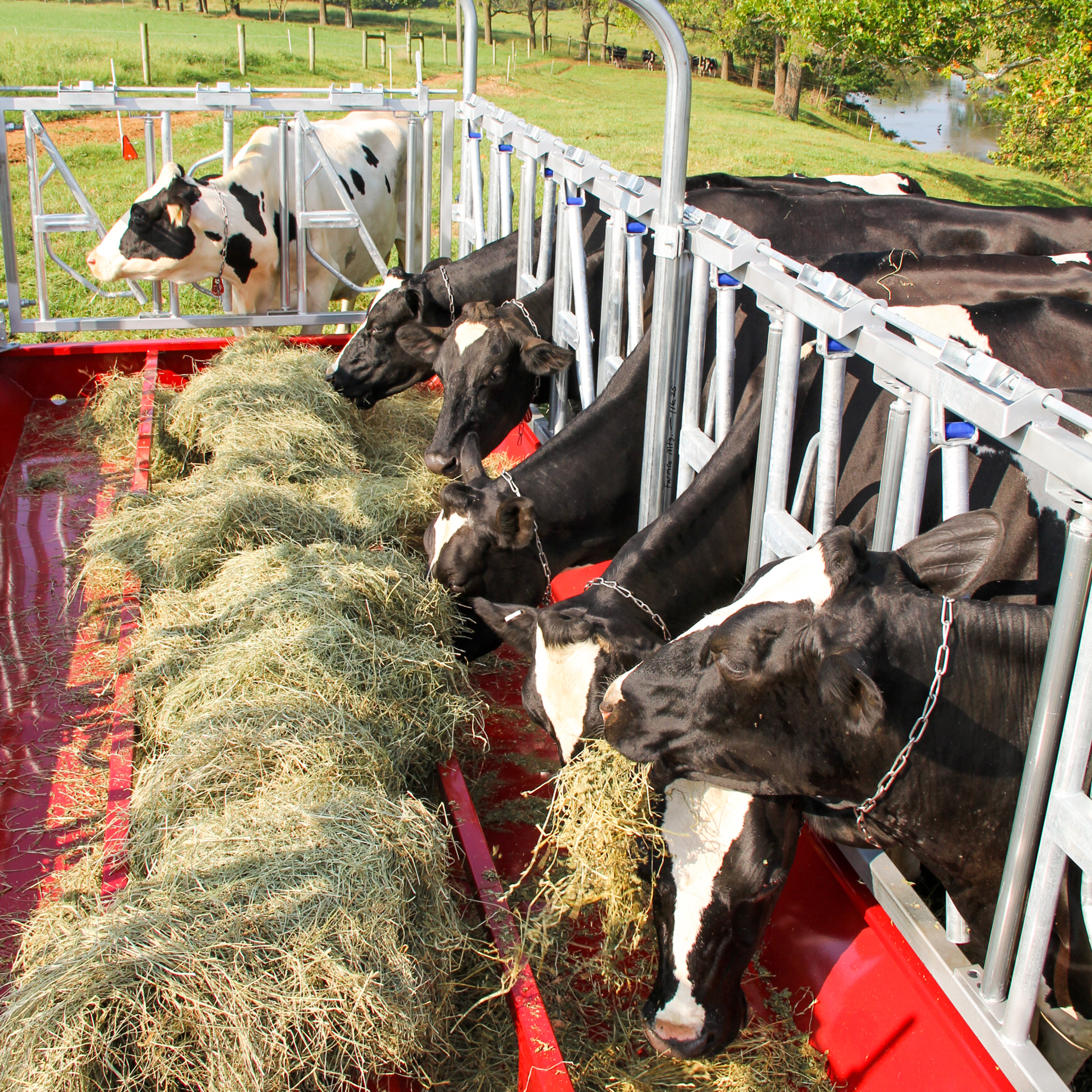 cattle chewing on hay from no waste hay feeder for cattle