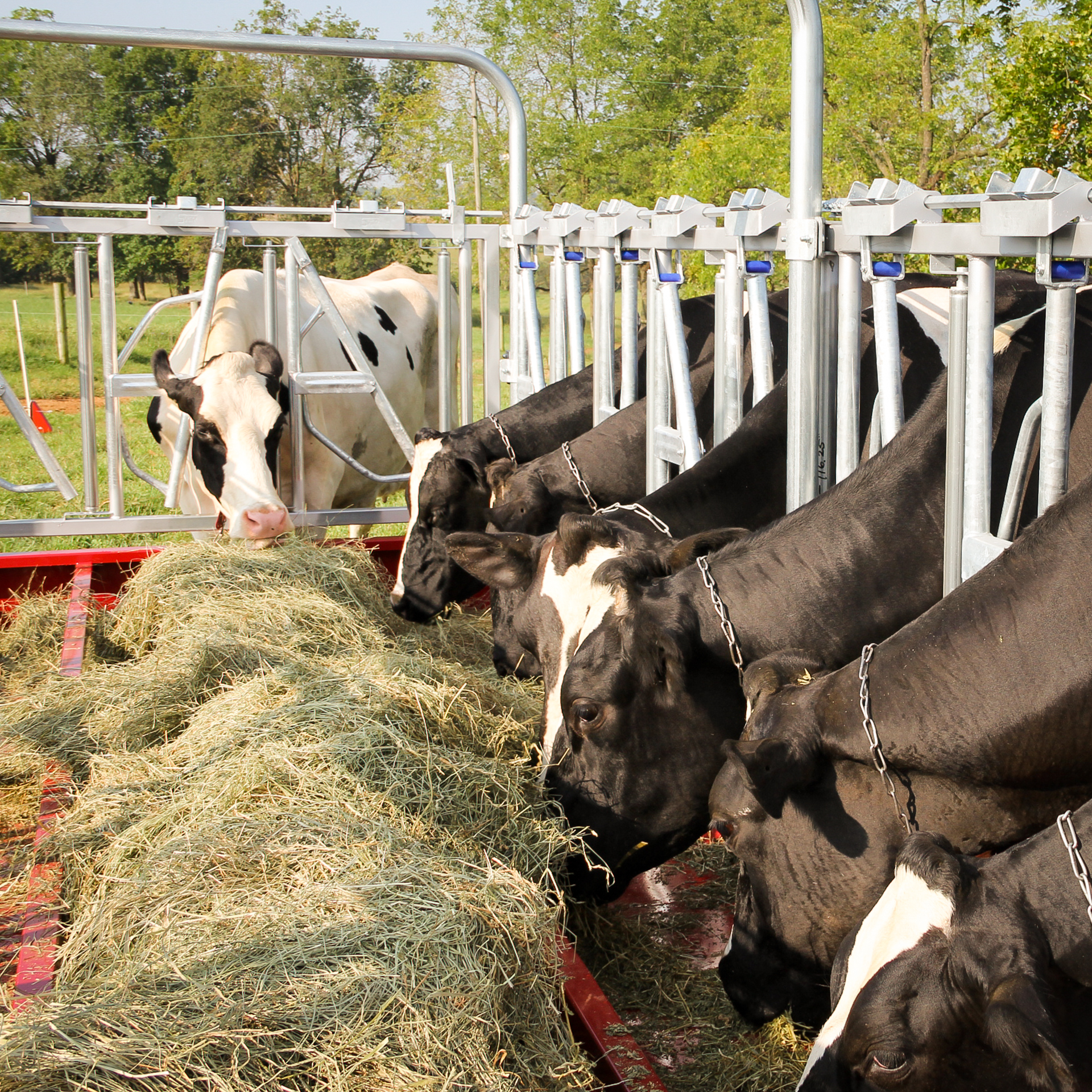 cattle feeding on hay from no waste hay feeder for cattle