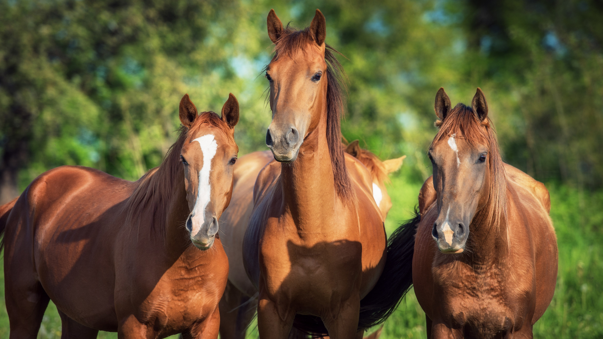 3 horses standing for round bales for horses for sale article