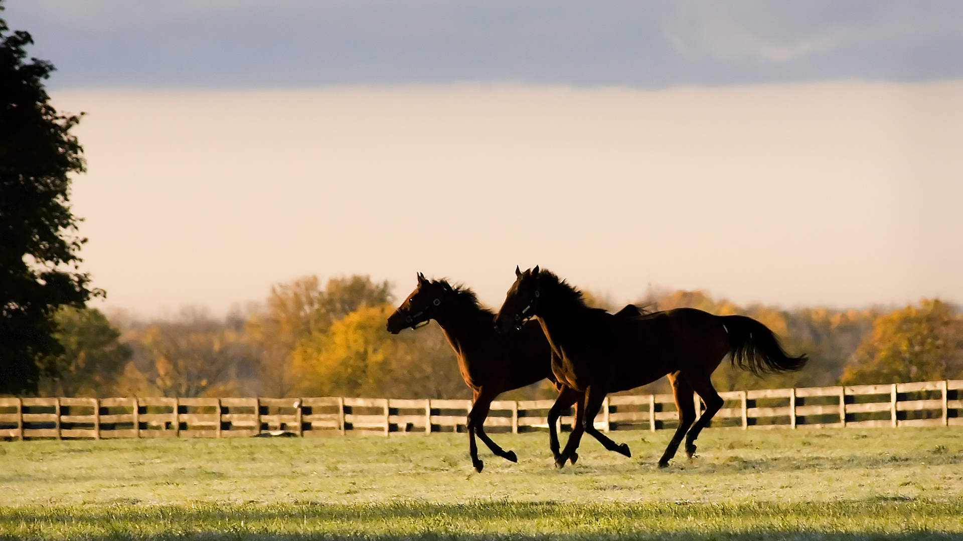 2 horses running through pasture for round bales for horses for sale article