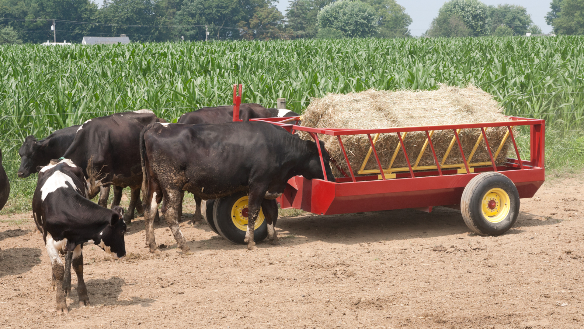 exterior snapshot of cows by best cattle hay feeder for sale in PA