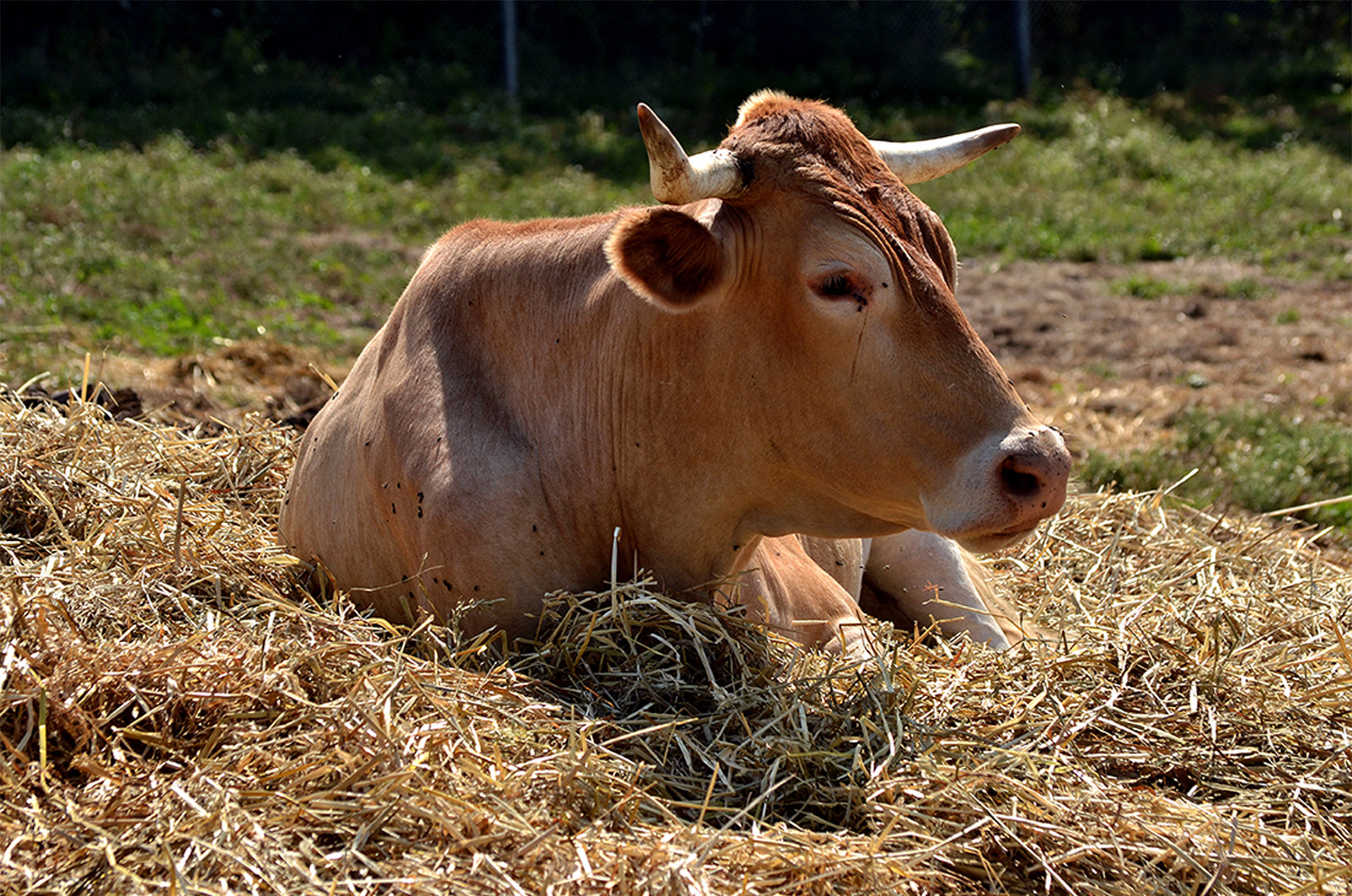 cattle ruining hay