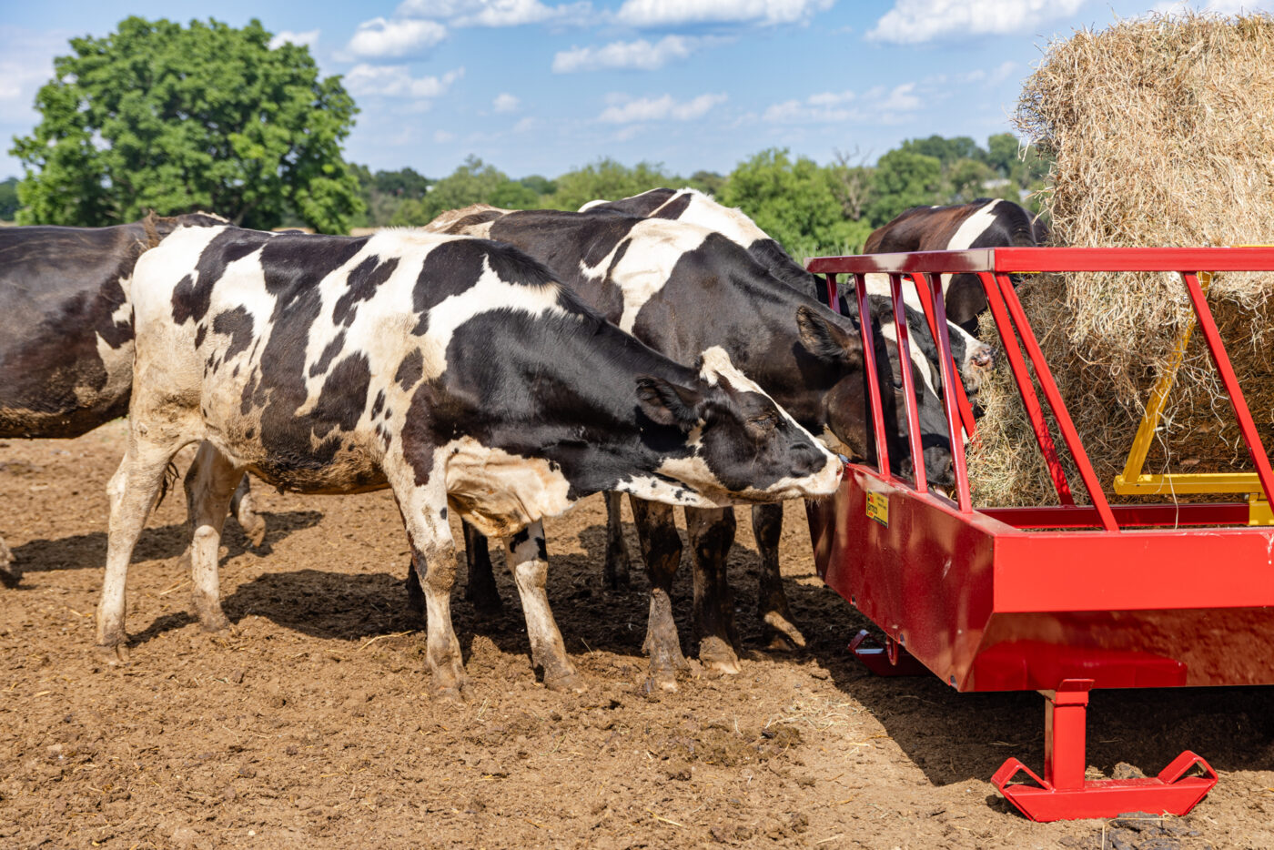 Holstein cattle feeding from a red cattle feeder filled with hay in a dirt paddock, with trees and greenery in the background