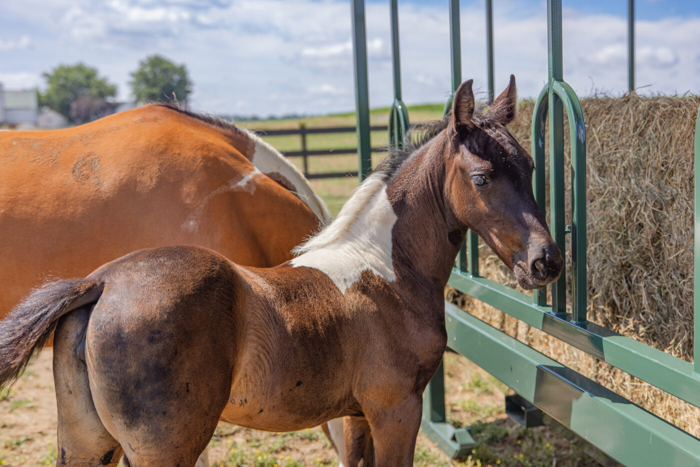 A young foal with a brown and white coat standing next to an adult horse near a green metal hay feeder. The foal is looking towards the camera, while the adult horse is facing the feeder. The scene takes place on a sunny day in a grassy field with a wooden fence and trees in the background.